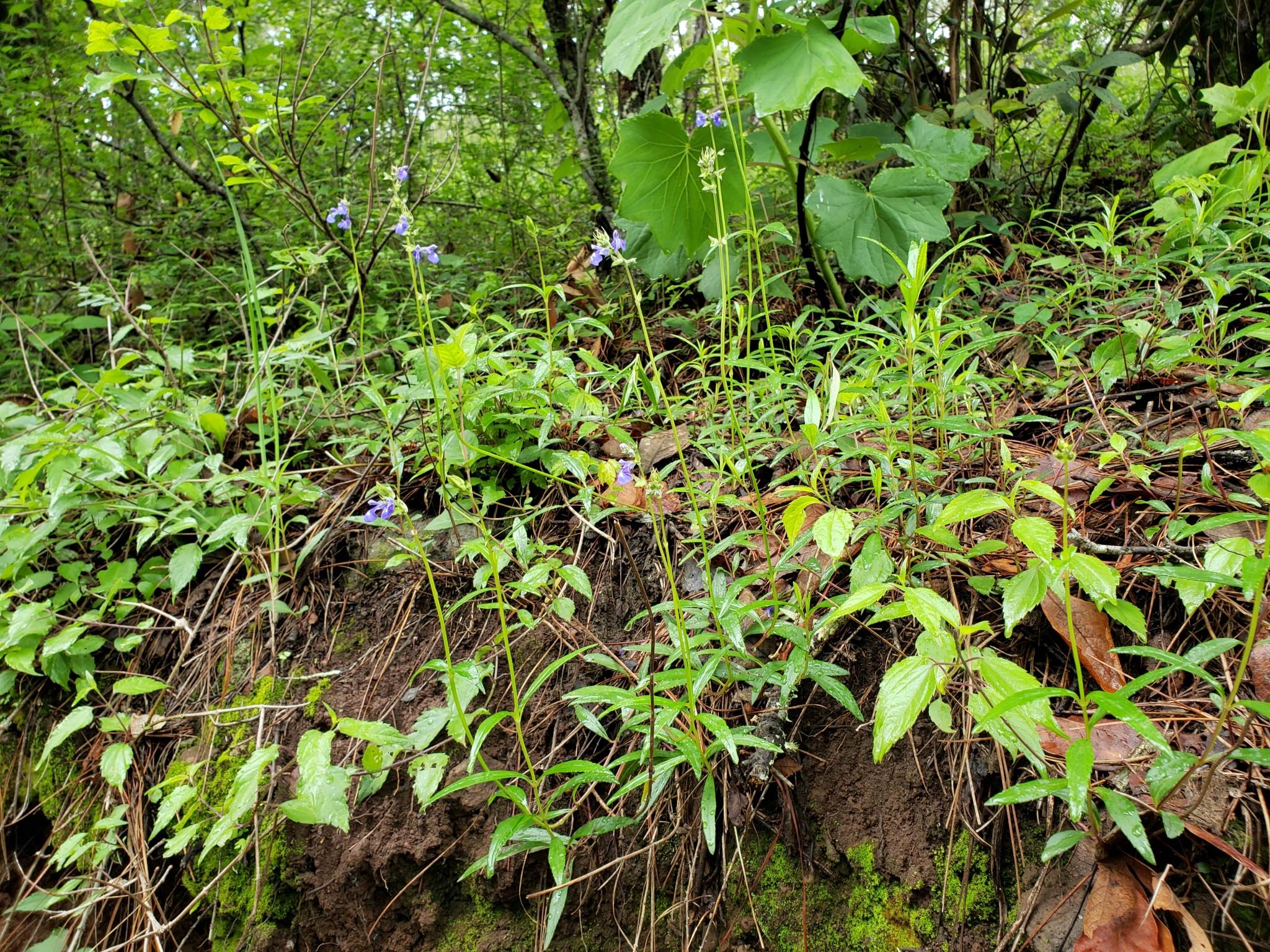 Salvia laevis